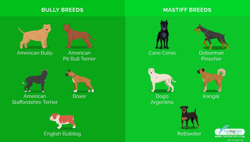 22 Most Muscular Dog Breeds: Strength, Health, and Protection
