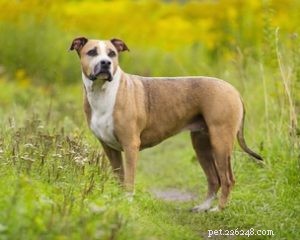 22 Most Muscular Dog Breeds: Strength, Health, and Protection