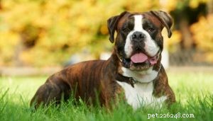22 Most Muscular Dog Breeds: Strength, Health, and Protection