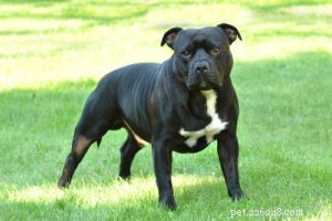 22 Most Muscular Dog Breeds: Strength, Health, and Protection