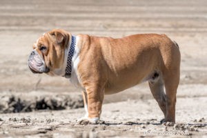 22 Most Muscular Dog Breeds: Strength, Health, and Protection
