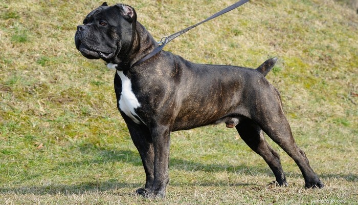 22 Most Muscular Dog Breeds: Strength, Health, and Protection