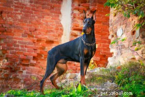 22 Most Muscular Dog Breeds: Strength, Health, and Protection