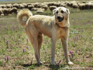 22 Most Muscular Dog Breeds: Strength, Health, and Protection