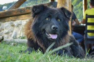 22 Most Muscular Dog Breeds: Strength, Health, and Protection
