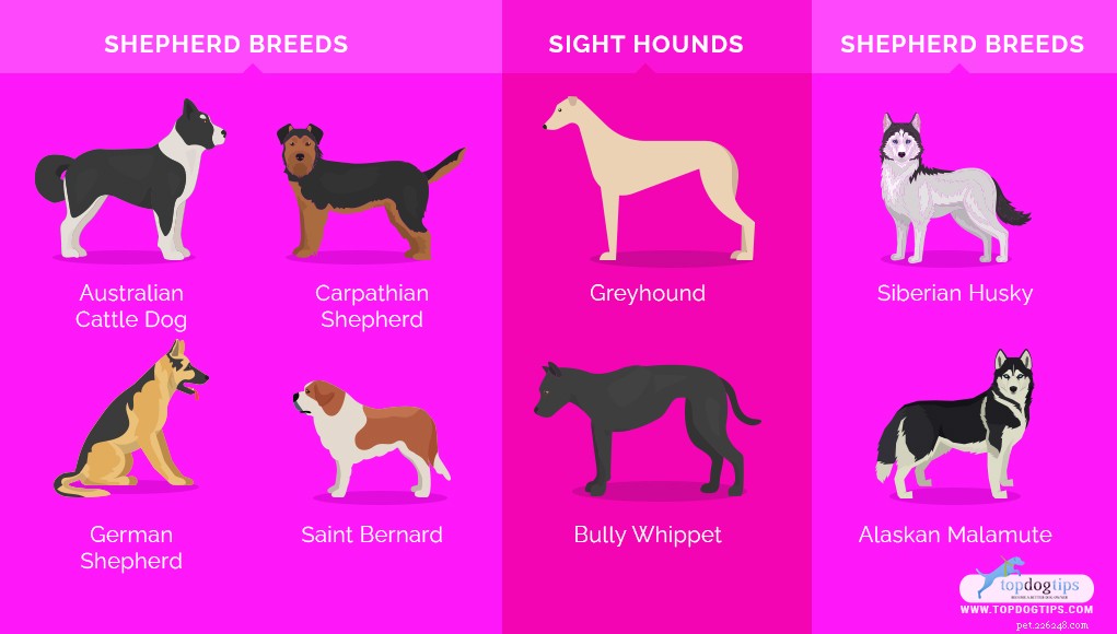 22 Most Muscular Dog Breeds: Strength, Health, and Protection