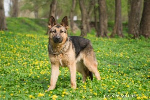 22 Most Muscular Dog Breeds: Strength, Health, and Protection