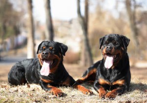22 Most Muscular Dog Breeds: Strength, Health, and Protection