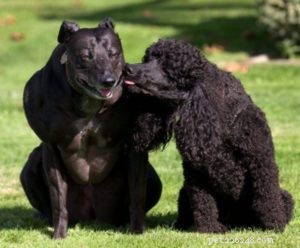 22 Most Muscular Dog Breeds: Strength, Health, and Protection