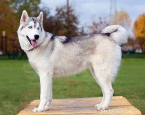 22 Most Muscular Dog Breeds: Strength, Health, and Protection