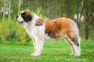 22 Most Muscular Dog Breeds: Strength, Health, and Protection