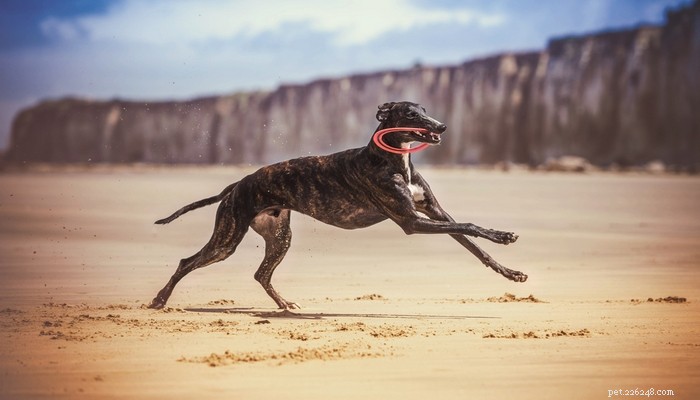 22 Most Muscular Dog Breeds: Strength, Health, and Protection