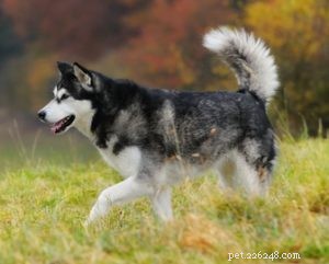 22 Most Muscular Dog Breeds: Strength, Health, and Protection
