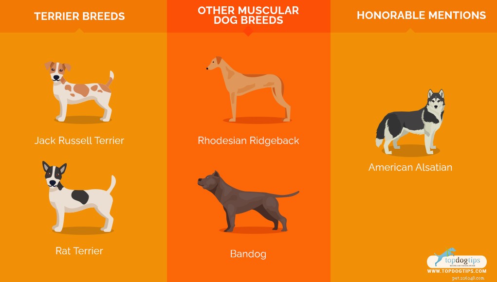 22 Most Muscular Dog Breeds: Strength, Health, and Protection