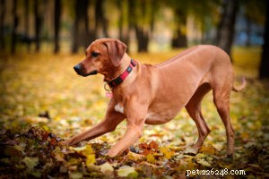 22 Most Muscular Dog Breeds: Strength, Health, and Protection