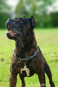 22 Most Muscular Dog Breeds: Strength, Health, and Protection