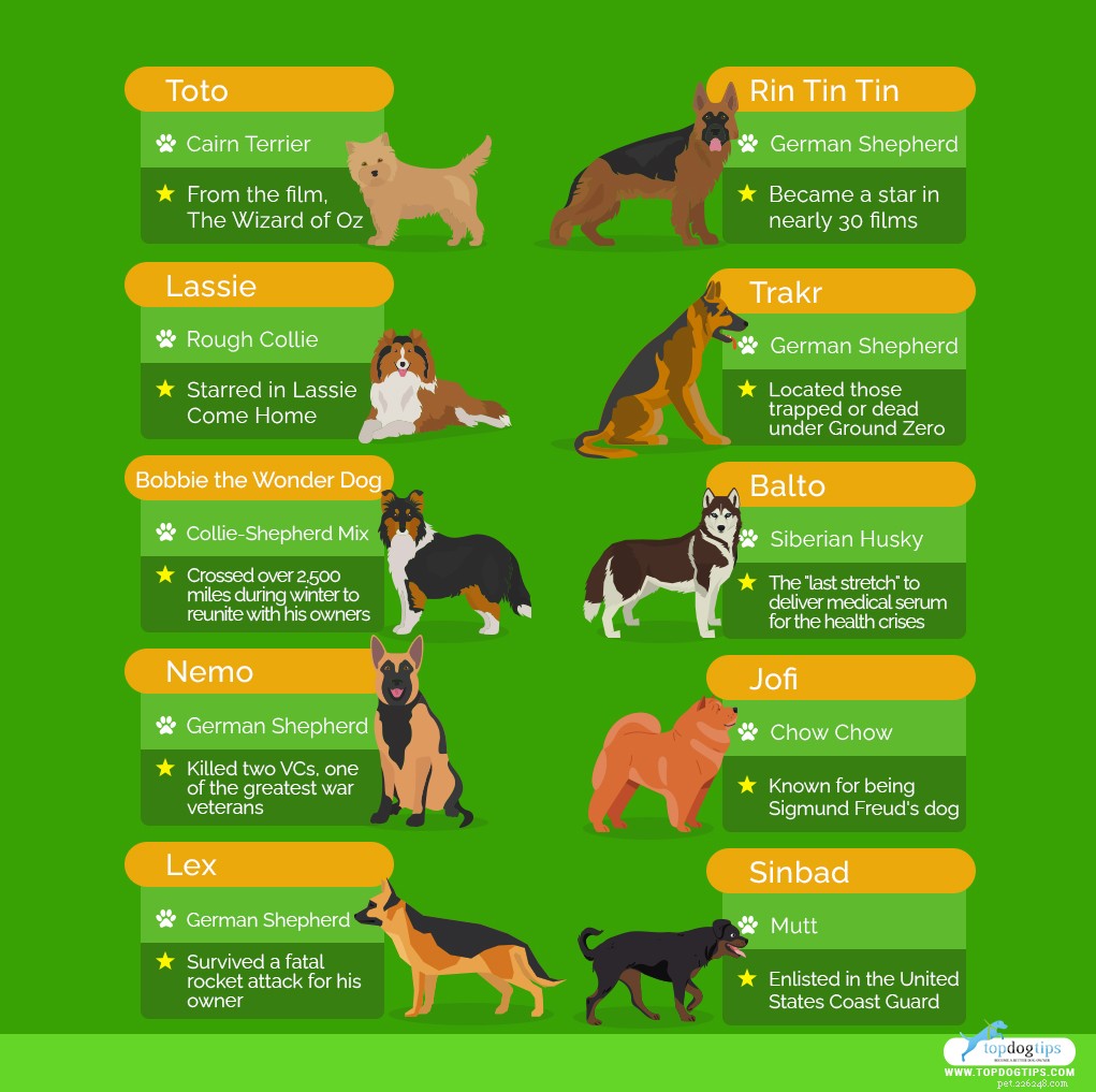 The 10 Most Iconic Dogs That Shaped History