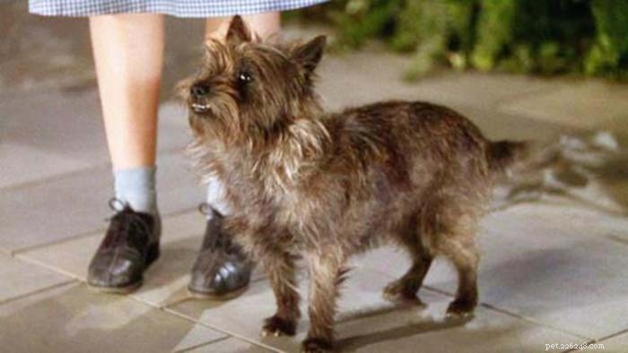 The 10 Most Iconic Dogs That Shaped History