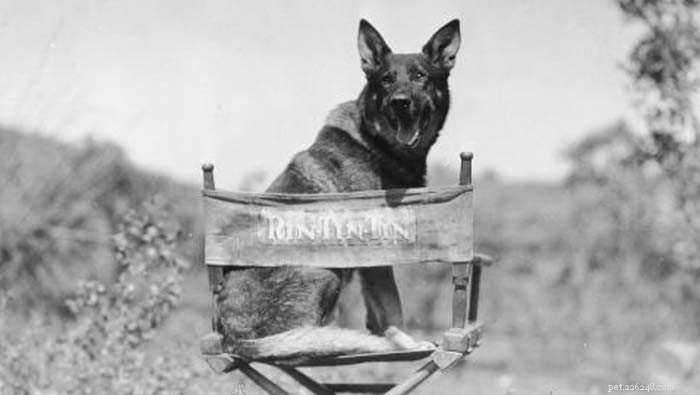 The 10 Most Iconic Dogs That Shaped History