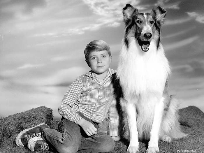 The 10 Most Iconic Dogs That Shaped History
