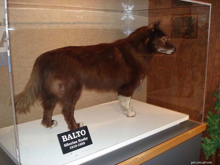 The 10 Most Iconic Dogs That Shaped History