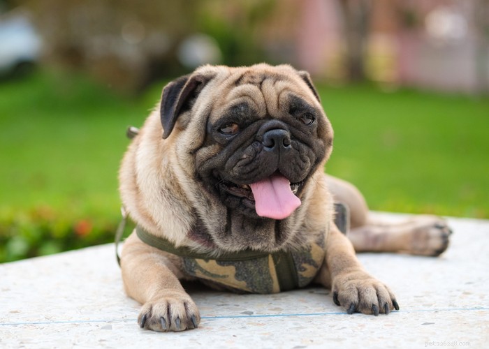 Essential Care Guide for Flat‑Faceted Dogs: Health Tips for Brachycephalic Pups