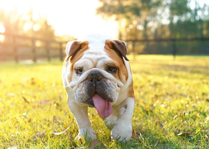Essential Care Guide for Flat‑Faceted Dogs: Health Tips for Brachycephalic Pups