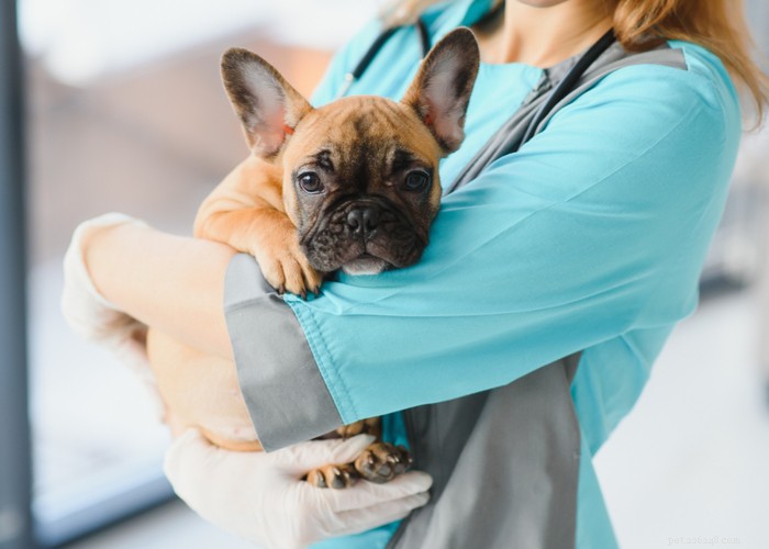 Essential Care Guide for Flat‑Faceted Dogs: Health Tips for Brachycephalic Pups