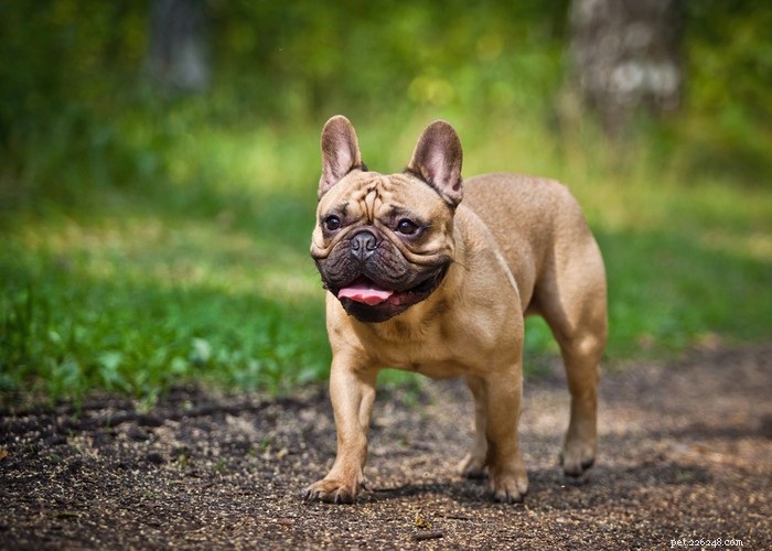Essential Care Guide for Flat‑Faceted Dogs: Health Tips for Brachycephalic Pups