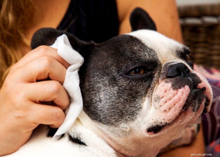 Essential Care Guide for Flat‑Faceted Dogs: Health Tips for Brachycephalic Pups