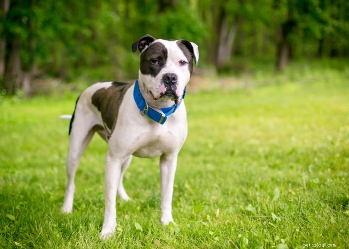 Essential Care Guide for Flat‑Faceted Dogs: Health Tips for Brachycephalic Pups
