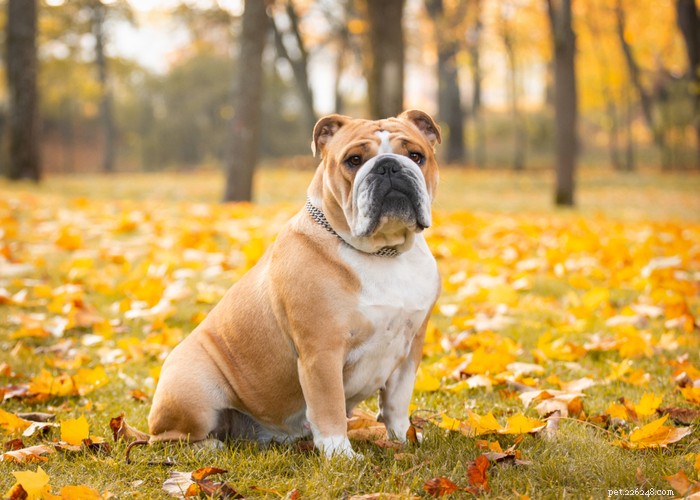 Essential Care Guide for Flat‑Faceted Dogs: Health Tips for Brachycephalic Pups
