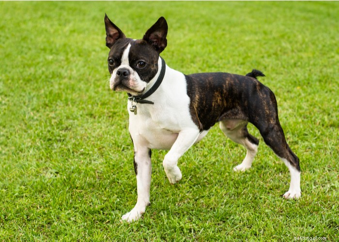Essential Care Guide for Flat‑Faceted Dogs: Health Tips for Brachycephalic Pups
