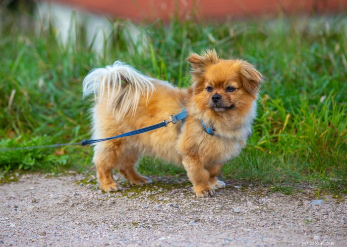 Essential Care Guide for Flat‑Faceted Dogs: Health Tips for Brachycephalic Pups