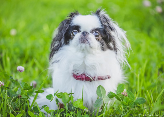 Essential Care Guide for Flat‑Faceted Dogs: Health Tips for Brachycephalic Pups