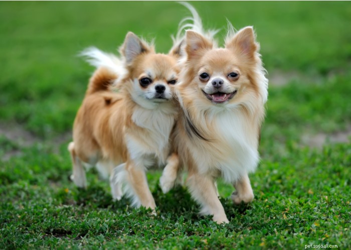 Essential Care Guide for Flat‑Faceted Dogs: Health Tips for Brachycephalic Pups