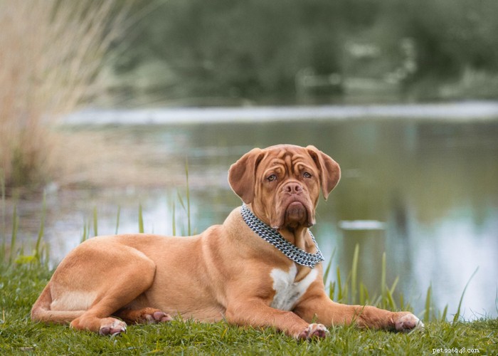 Essential Care Guide for Flat‑Faceted Dogs: Health Tips for Brachycephalic Pups