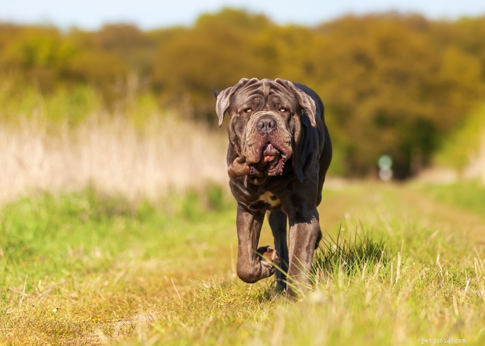 Essential Care Guide for Flat‑Faceted Dogs: Health Tips for Brachycephalic Pups