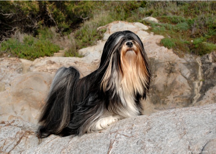 Essential Care Guide for Flat‑Faceted Dogs: Health Tips for Brachycephalic Pups