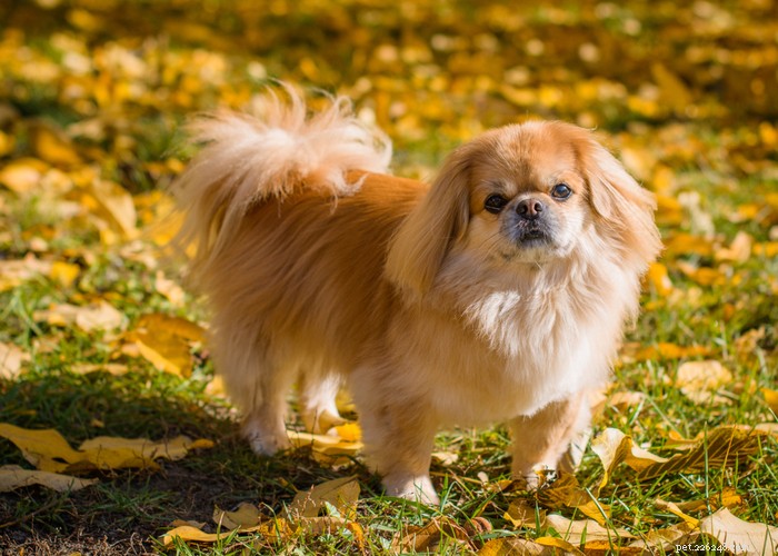 Essential Care Guide for Flat‑Faceted Dogs: Health Tips for Brachycephalic Pups