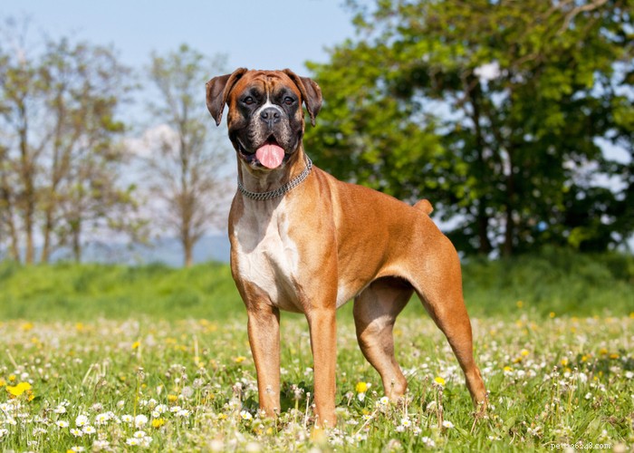 Essential Care Guide for Flat‑Faceted Dogs: Health Tips for Brachycephalic Pups