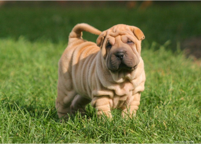 Essential Care Guide for Flat‑Faceted Dogs: Health Tips for Brachycephalic Pups