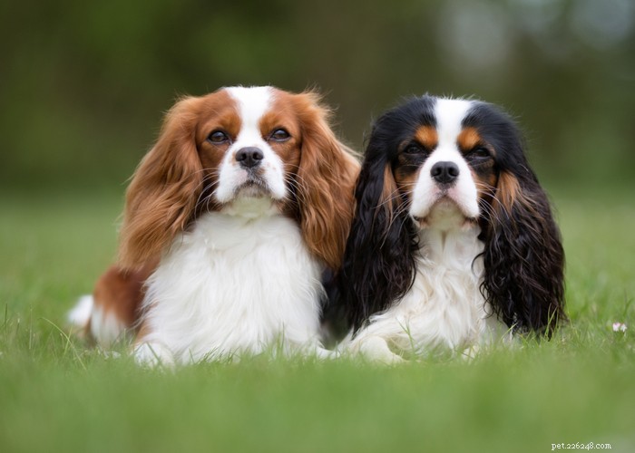 Essential Care Guide for Flat‑Faceted Dogs: Health Tips for Brachycephalic Pups