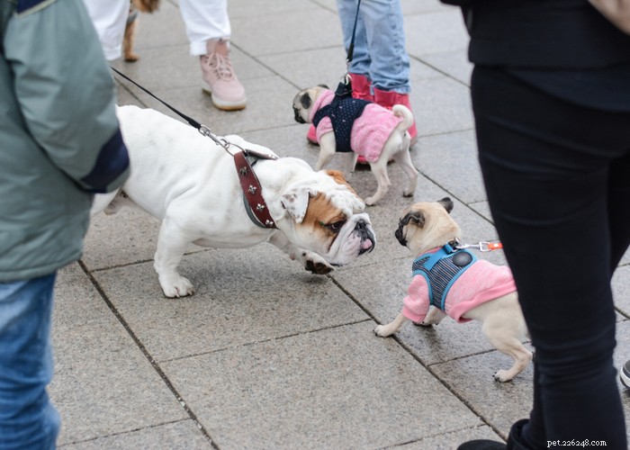 Essential Care Guide for Flat‑Faceted Dogs: Health Tips for Brachycephalic Pups