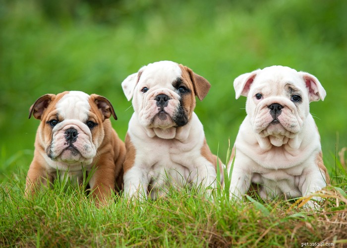 Essential Care Guide for Flat‑Faceted Dogs: Health Tips for Brachycephalic Pups