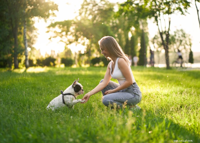 Essential Care Guide for Flat‑Faceted Dogs: Health Tips for Brachycephalic Pups