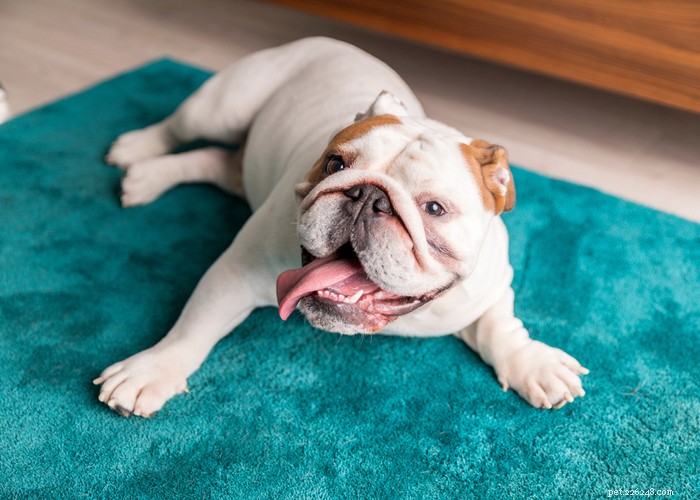 Essential Care Guide for Flat‑Faceted Dogs: Health Tips for Brachycephalic Pups