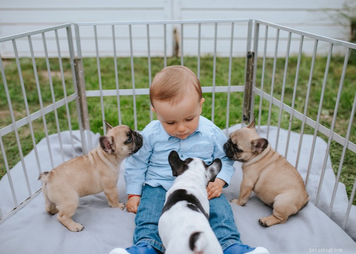 Essential Care Guide for Flat‑Faceted Dogs: Health Tips for Brachycephalic Pups