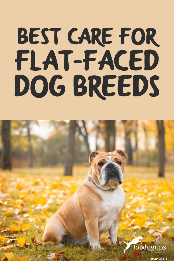 Essential Care Guide for Flat‑Faceted Dogs: Health Tips for Brachycephalic Pups