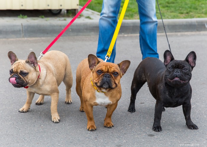 Essential Care Guide for Flat‑Faceted Dogs: Health Tips for Brachycephalic Pups